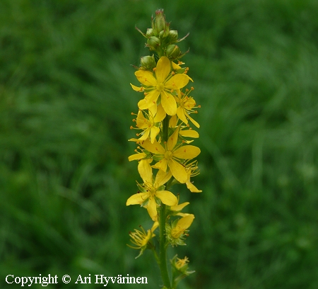 Agrimonia eupatoria, maarianverijuuri